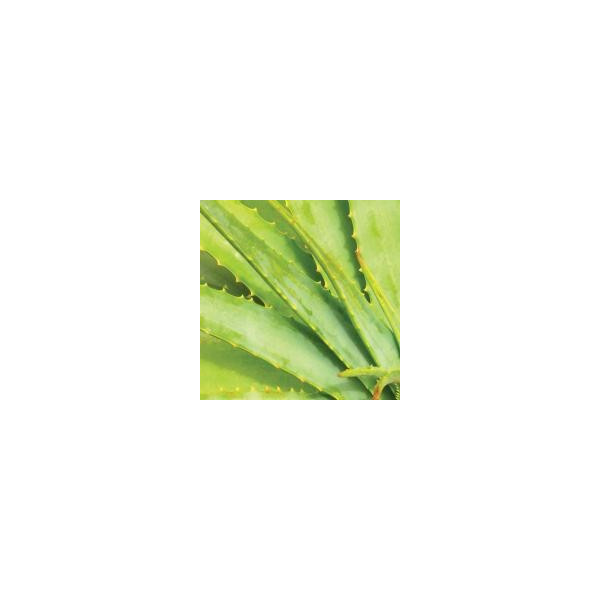 Ήπιο Καθαριστικό 2 σε 1 | Gentle Cleanse & Make-up Remover 50ml