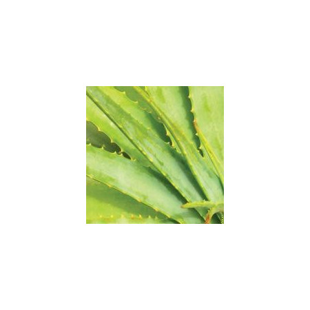 Ήπιο Καθαριστικό 2 σε 1 | Gentle Cleanse & Make-up Remover 50ml