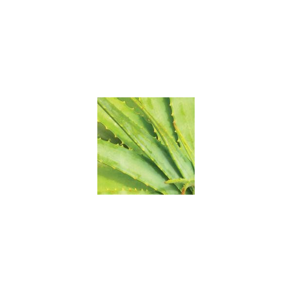 Αφροντούς με Αλόη | Daily Aloe Shower Gel 200ml