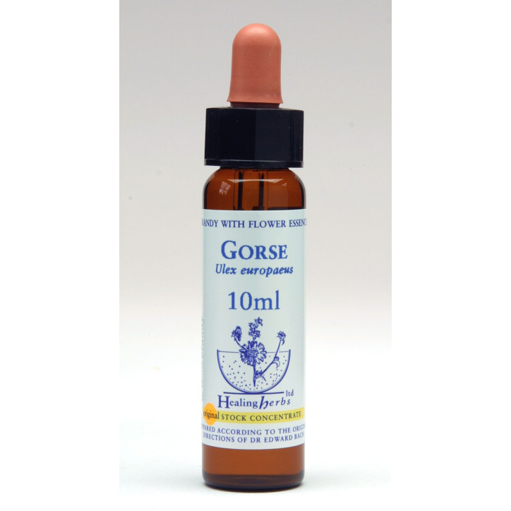 Ανθοΐαμα Gorse 10ml
