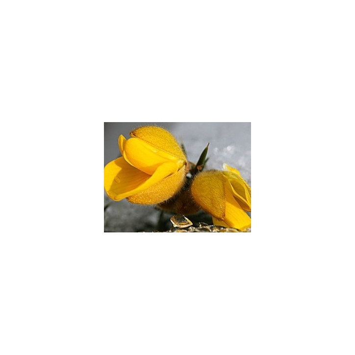 Ανθοΐαμα Gorse 10ml