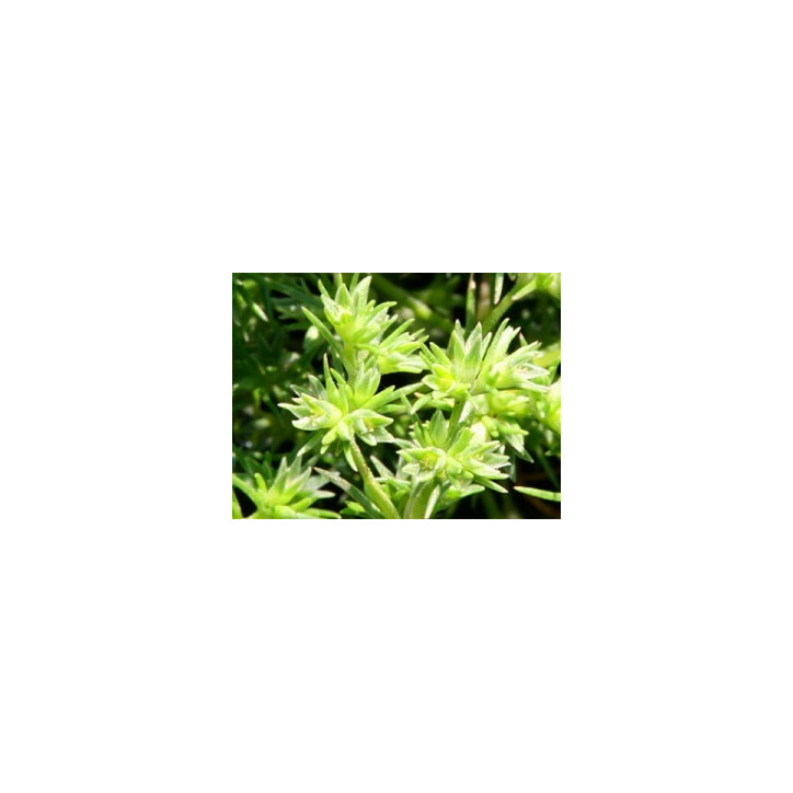 Ανθοΐαμα Scleranthus 10ml