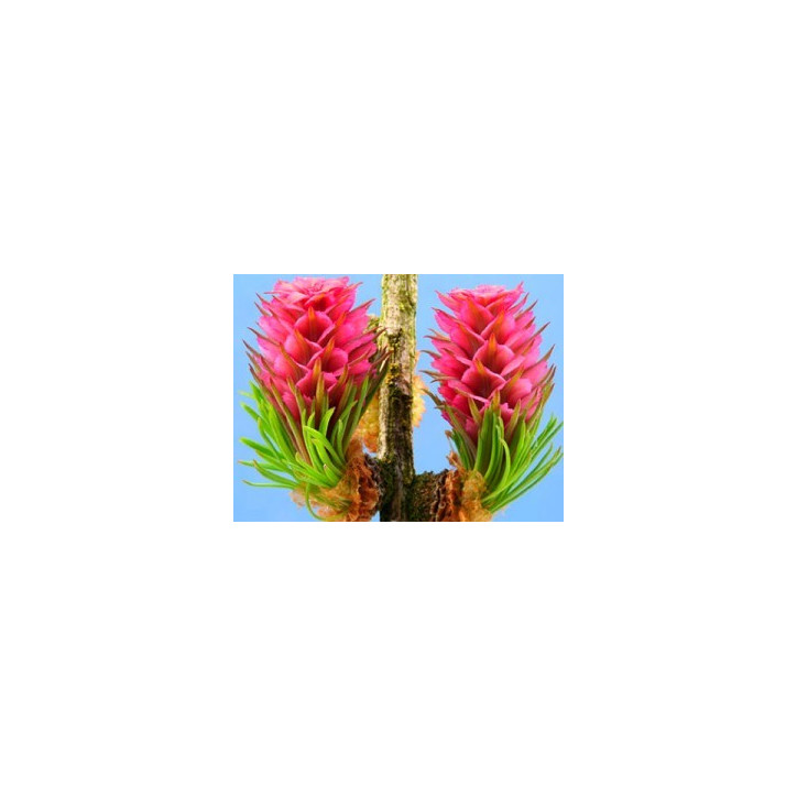 Ανθοΐαμα Larch 10ml