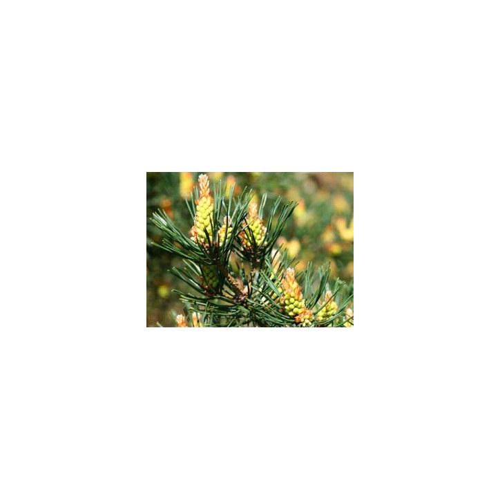Ανθοΐαμα Pine 10ml