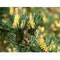 Pine 10ml Pine 10ml