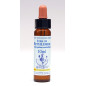 Star of Bethlehem 10ml Star of Bethlehem 10ml