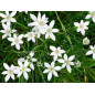 Star of Bethlehem 10ml Star of Bethlehem 10ml
