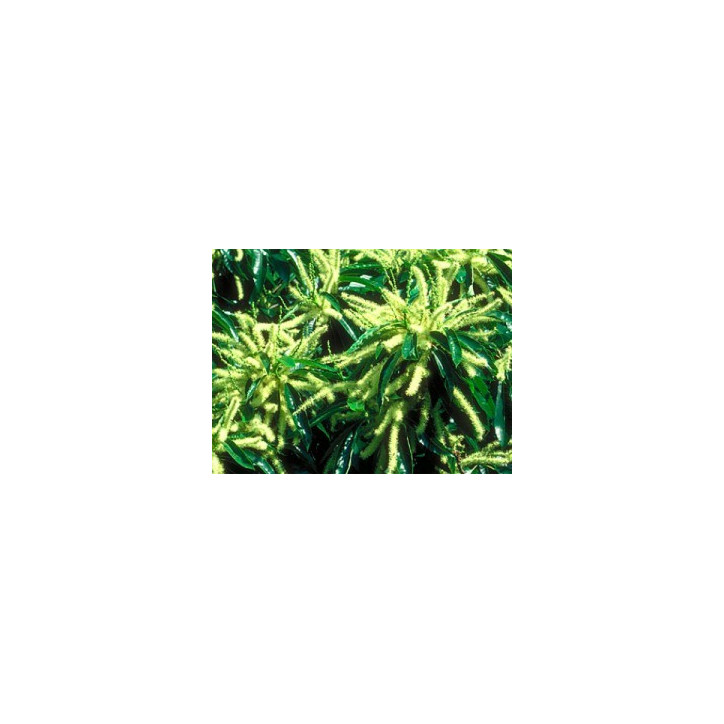 Ανθοΐαμα Sweet Chestnut 10ml