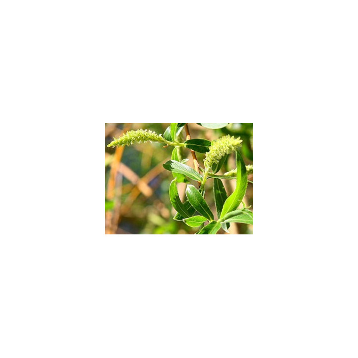 Ανθοΐαμα Willow 10ml
