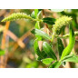 Willow 10ml