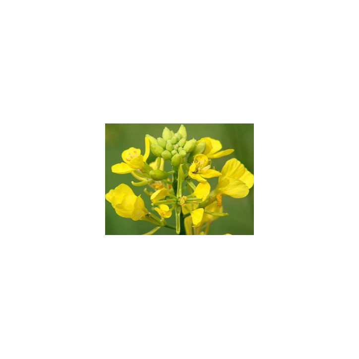 Ανθοΐαμα Mustard 10ml