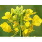 Mustard 10ml