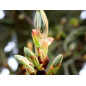 Chestnut Bud 10ml