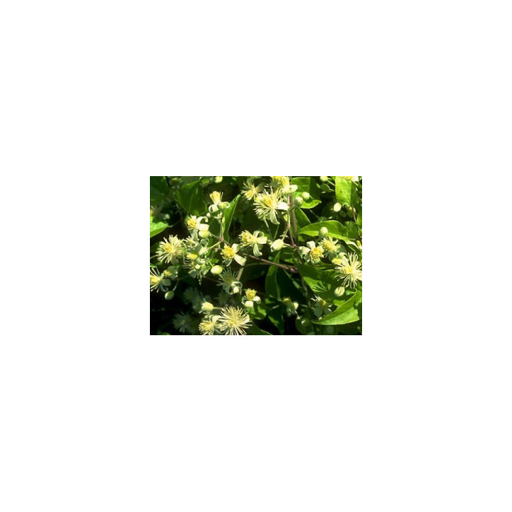 Ανθοΐαμα Clematis 10ml