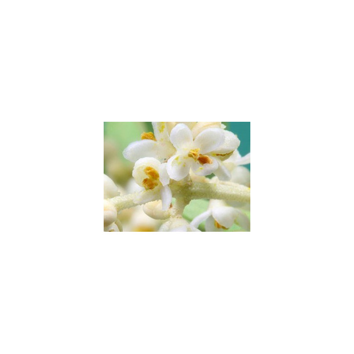 Ανθοΐαμα Olive 10ml