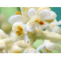 White Chestnut 10ml