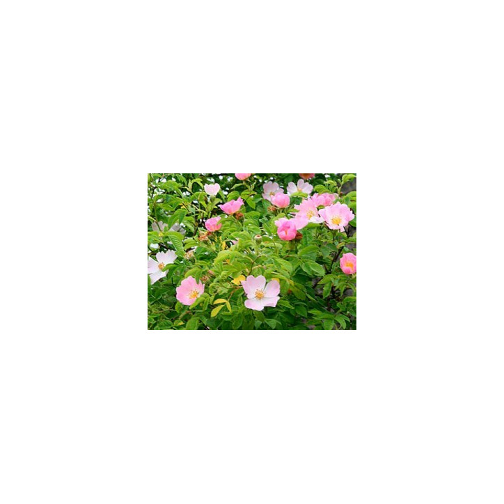 Ανθοΐαμα Wild Rose 10ml Ανθοΐαμα Wild Rose 10ml
