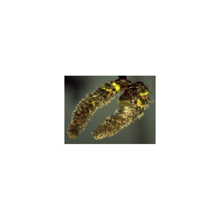 Ανθοΐαμα Aspen 10ml