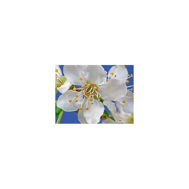 Ανθοΐαμα Cherry Plum 10ml Ανθοΐαμα Cherry Plum 10ml