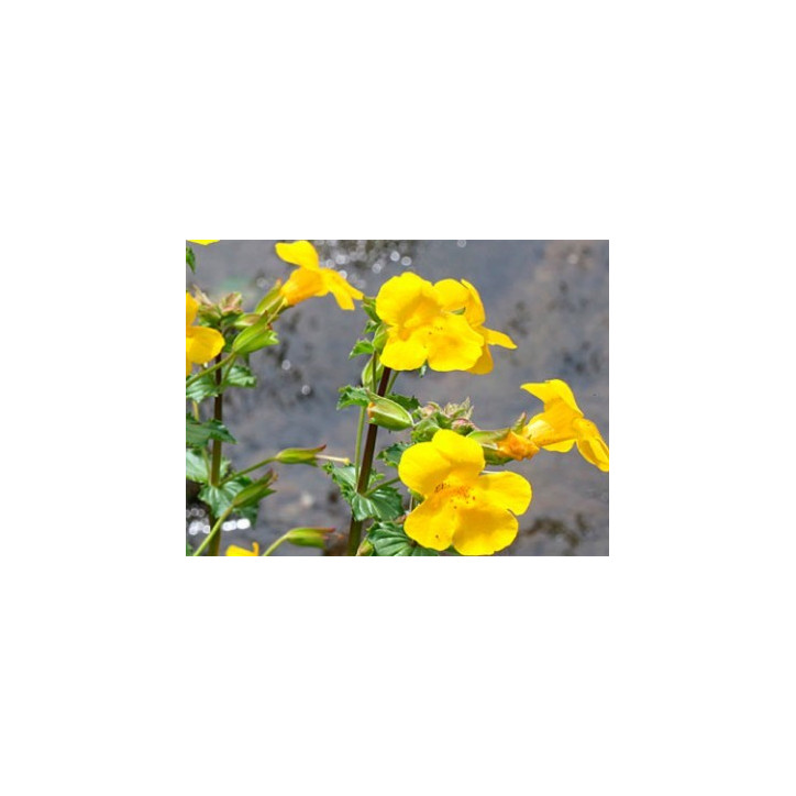 Ανθοΐαμα Mimulus 10ml Ανθοΐαμα Mimulus 10ml