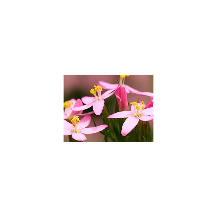 Ανθοΐαμα Centaury 10ml Ανθοΐαμα Centaury 10ml