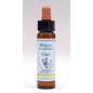 Holly 10ml Holly 10ml