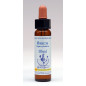 Beech 10ml