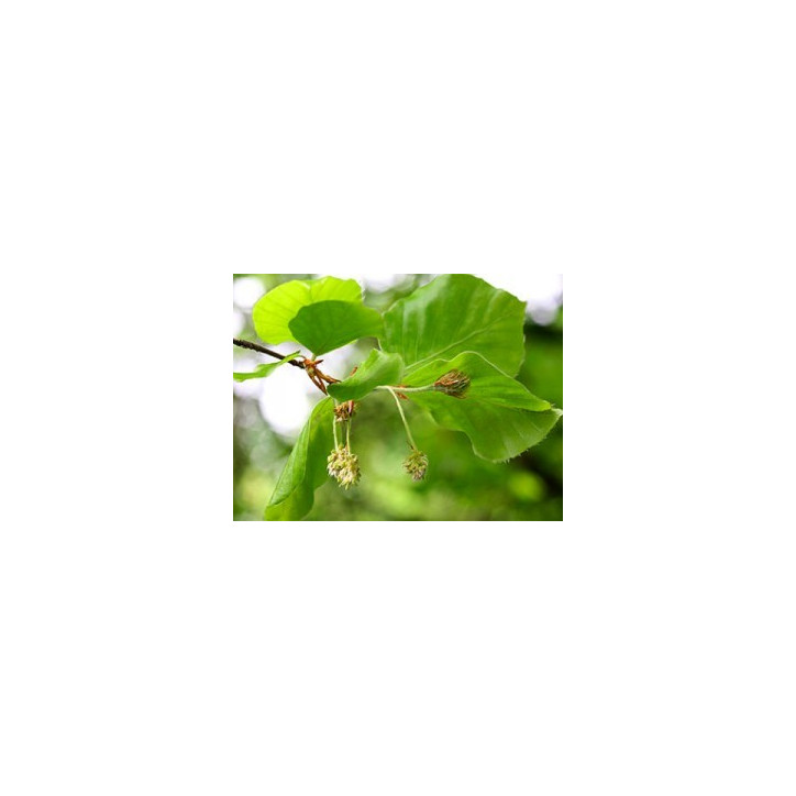 Ανθοΐαμα Beech 10ml Ανθοΐαμα Beech 10ml