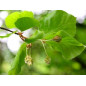 Beech 10ml