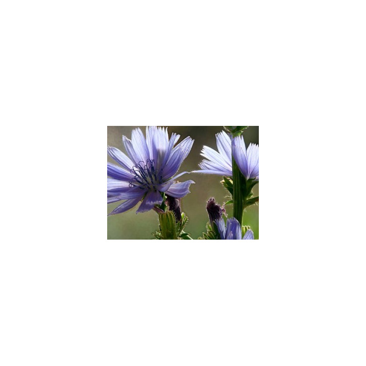 Ανθοΐαμα Chicory 10ml