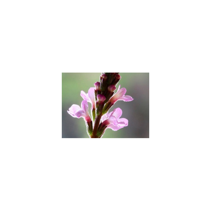 Ανθοΐαμα Vervain 10ml