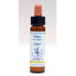 Vine 10ml Vine 10ml