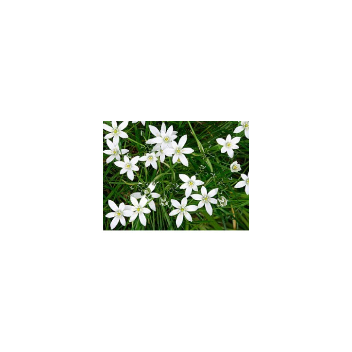 Ιαμα ∆ιάσωσης | 5 flower Rescue Remedy 10ml