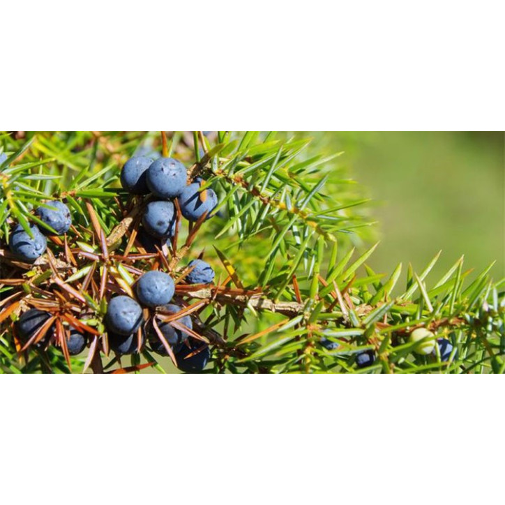 Βιολογικό Αιθέριο Έλαιο Αγριοκυπαρίσσι | Juniper Essential Oil Org. | 10ml