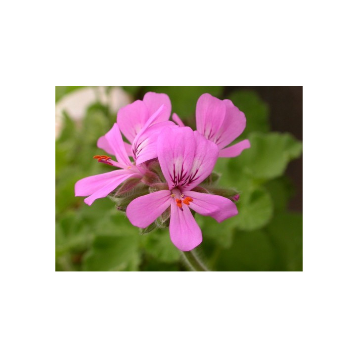Βιολογικό Αιθέριο Έλαιο Γεράνιου | Geranium Essential Oil Org. | 10ml