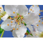 Five Flower Spray 20ml