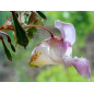 Five Flower Spray 20ml