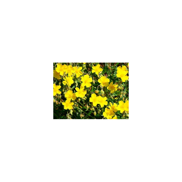 Five Flower Spray 20ml