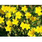 Five Flower Spray 20ml