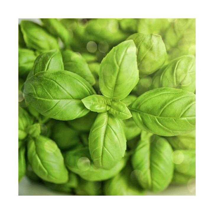 Βιολογικό Αιθέριο Έλαιο Βασιλικός | Basil Essential Oil Org. | 5ml Βιολογικό Αιθέριο Έλαιο Βασιλικός | Basil Essential Oil Org. | 5ml