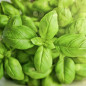 Βιολογικό Αιθέριο Έλαιο Βασιλικός | Basil Essential Oil Org. | 5ml