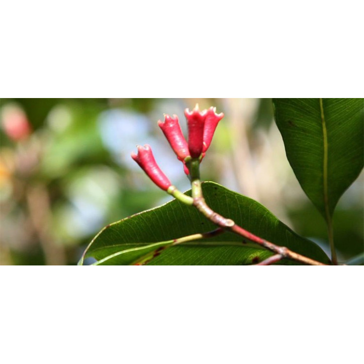 Βιολογικό Αιθέριο Έλαιο Γαρύφαλλου | Clove Bud Essential Oil Org. | 10ml Βιολογικό Αιθέριο Έλαιο Γαρύφαλλου | Clove Bud Essential Oil Org. | 10ml