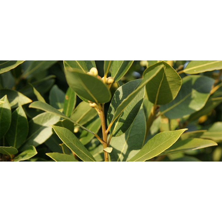Βιολογικό Αιθέριο Έλαιο Δάφνη | Bay Laurel Essential Oil Org. | 10ml