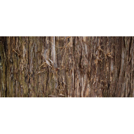 Βιολογικό Αιθέριο Έλαιο Κέδρος | Cedar wood Essential Oil Org. | 10ml