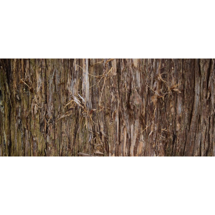 Βιολογικό Αιθέριο Έλαιο Κέδρου | Cedar wood Essential Oil Org. | 10ml Βιολογικό Αιθέριο Έλαιο Κέδρου | Cedar wood Essential Oil Org. | 10ml