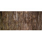 Βιολογικό Αιθέριο Έλαιο Κέδρος | Cedar wood Essential Oil Org. | 10ml