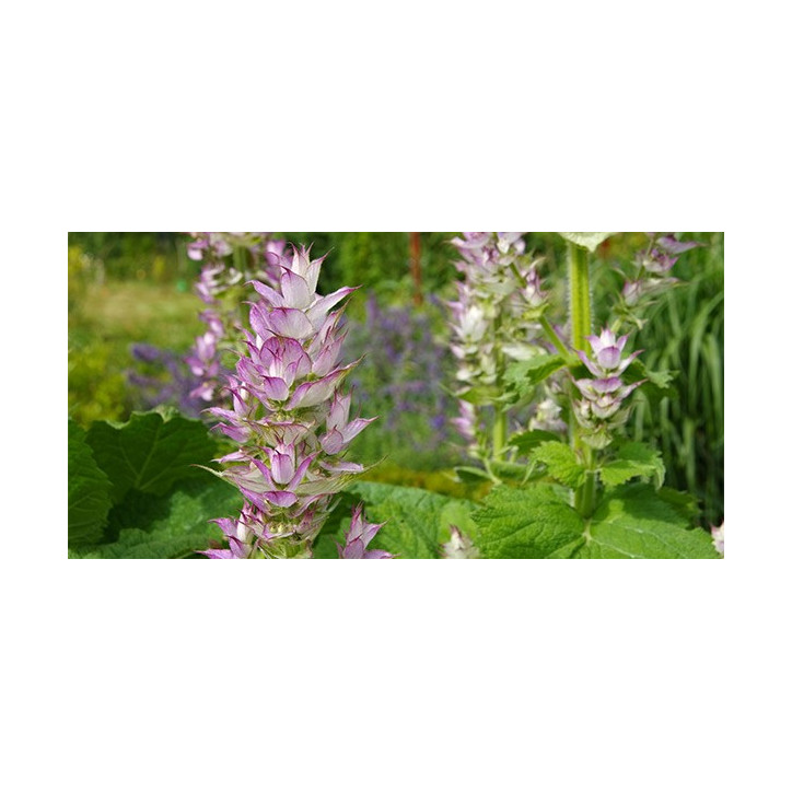 Βιολογικό Αιθέριο Έλαιο Ιεροβότανου | Clary Sage Essential Oil Org. | 10ml Βιολογικό Αιθέριο Έλαιο Ιεροβότανου | Clary Sage Essential Oil Org. | 10ml