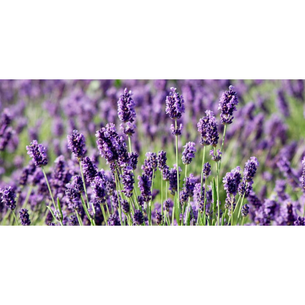 Βιολογικό Αιθέριο Έλαιο Λέβαντα | Lavender Essential Oil Org. | 10ml