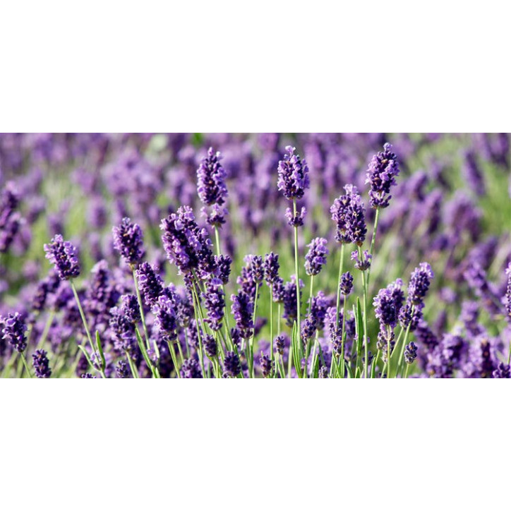 Βιολογικό Αιθέριο Έλαιο Λεβάντας | Lavender Essential Oil Org. | 10ml