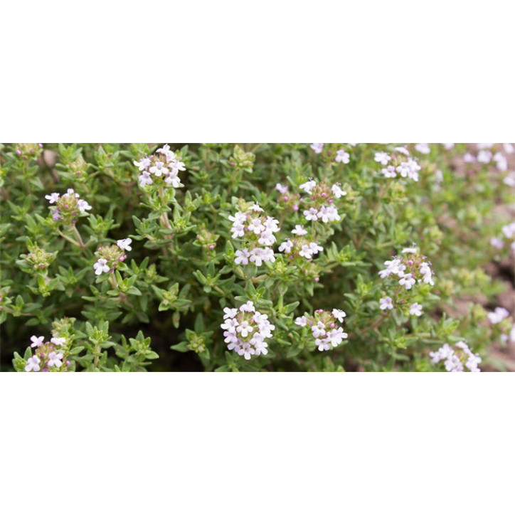 Βιολογικό Αιθέριο Έλαιο Θυμαριού | Thyme Essential Oil Org. | 10ml